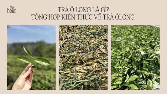 Trà Ô Long là gì? Tổng hợp kiến thức về trà Ô Long